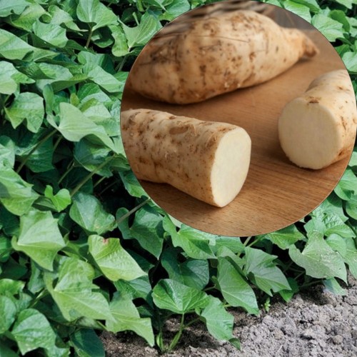 Ipomoea batatas 'Erato® White' - Bataat 'Erato® White' P9/0,55L